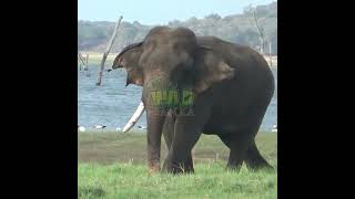 Massive Single Tusker Elephant 巨大な単牙象 | فيل ضخم ذو ناب واحد | Elephant | Animals | Wildlife #Shoes