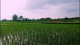 relaxasi music for sleep