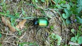 Caterpillar Hunter Ground Beetle