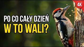 Woodpecker: The bird that bangs its head 12,000 times a day and stays in one piece