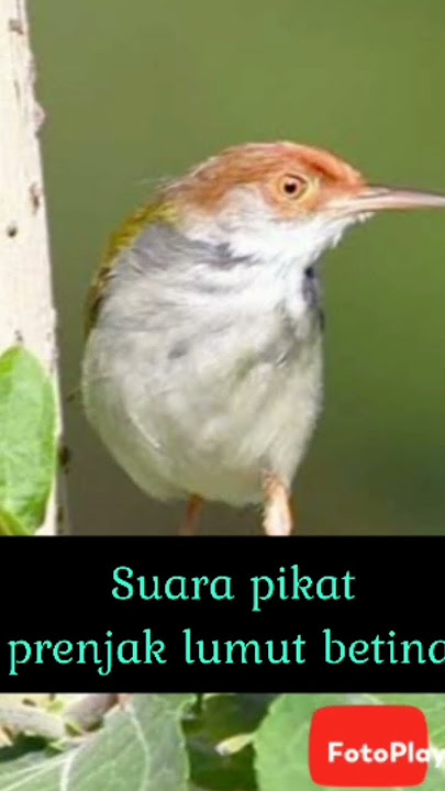 Suara pikat burung prenjak lumut betina #hobymanuk