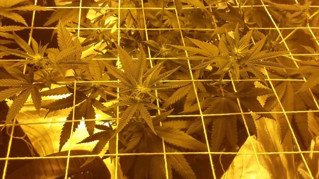 Sunset Sherbet(Day 9 Flowering)