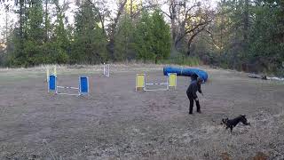 100 Days of OneMind Dogs Handling Day Thirty-Two: Reverse Spin Sequence Mirror Image