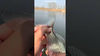 The boy see mysterious Red thread in fish 😱 #sound