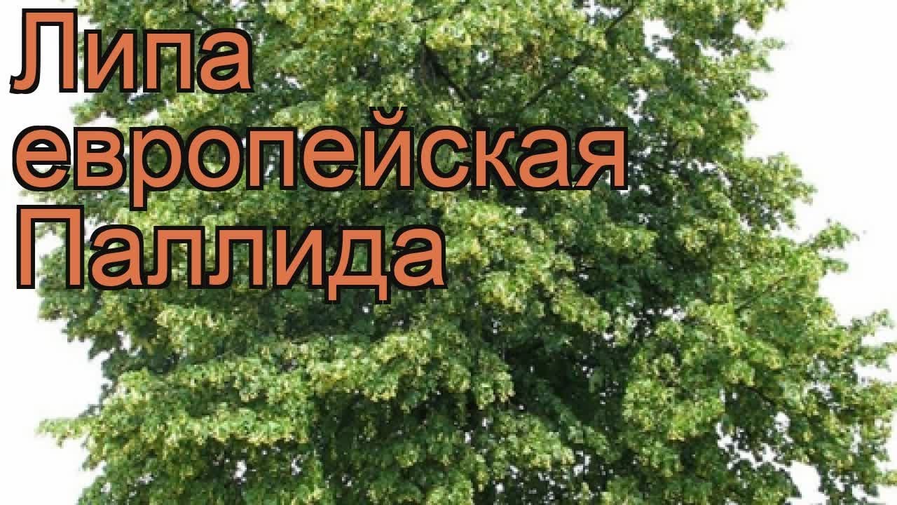 Липа европейская Паллида (tilia x europaea pallida) 🌿 обзор: как сажать ...