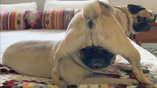 Get a PUG they said, It will be fun 🤣 by Puppy Lovers 2,155 views 6 months ago 10 minutes, 29 seconds