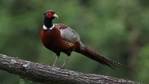 #3 Birding at Shao-Guan, Guangzhou - DayDayNews