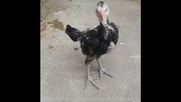 Crowing at age 2 months and 4 days