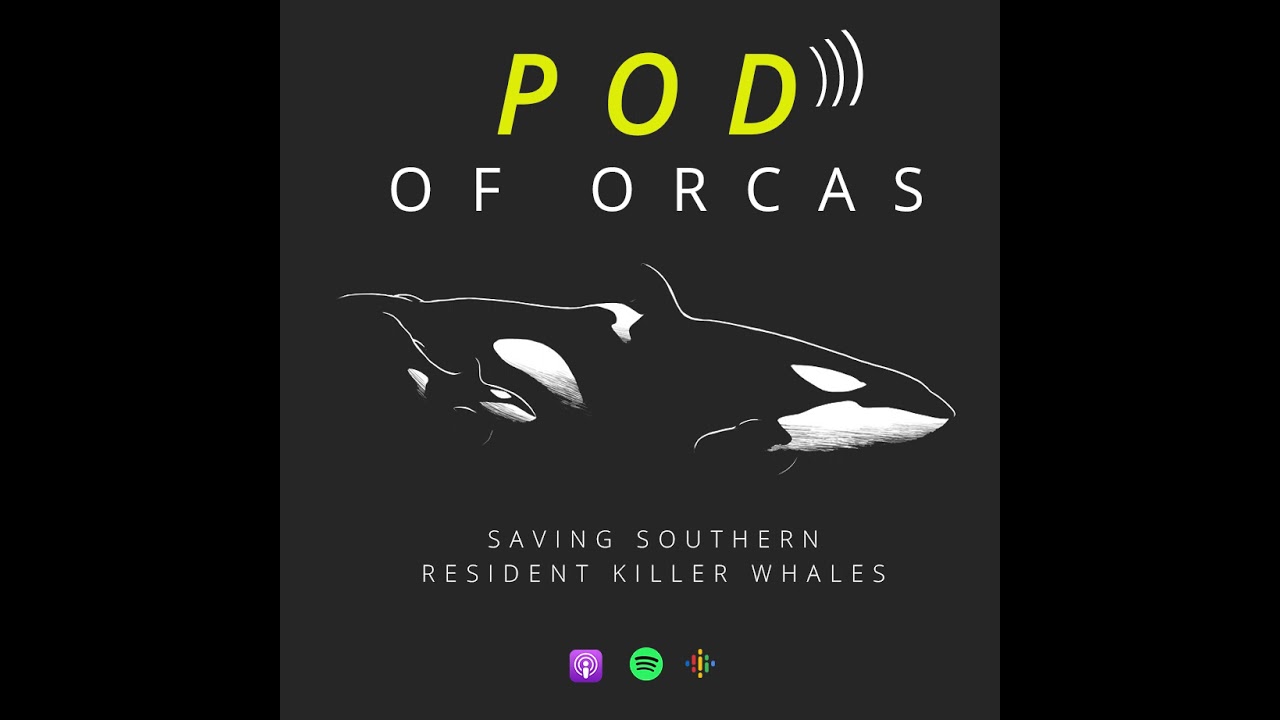 Pod of Orcas: Looking to gorillas to save killer whales, with Kirsten Gilardi