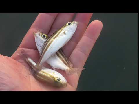 イサギ仔魚3匹同時に釣ったので 同時にキャッチ リリース 2年でセンチになると言われているので もうしばらく海で泳がせ ておけば 美味しく食べれる大きさになります 稚魚は子供と同じで成長が早い Youtube イサギ仔魚3匹同時に釣ったので 同時にキャッチ リリース 2年でセンチになると言われているので もうしばらく海で泳がせ ておけば 美味しく食べれる大きさになります 稚魚は子供と同じで成長が早い Youtube