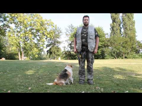 Videó: 5 módja a kutyád etetésének