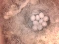 birdcam_2010-04-11_13-09-58.avi
