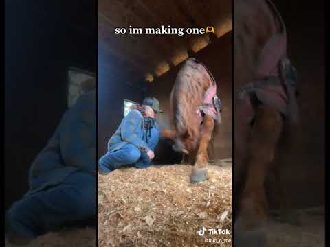 Video: Avstralski poni