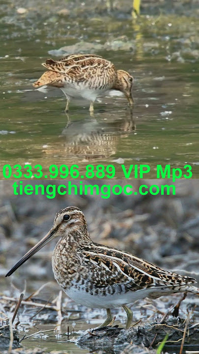 Dẽ Giun 244 Bản VÍP tháng 8| 0333996889 | Tieng chim goc 165