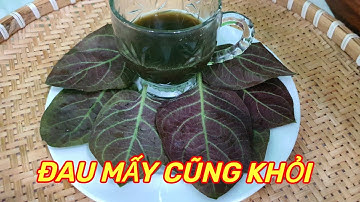 LÁ MƠ TÍM- Bài thuốc trị đau Dạ dày hiệu quả chỉ với nắm lá trong vườn nhạc rất đơn giản, an toàn.