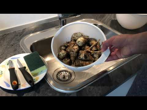 تفاح الارض الالمازة