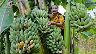 FULL VIDEO: Harvest banana, guava, green mango, forest fruit, pumpkin goes to the market sell