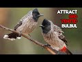 Red vented bulbul sounds  bulbul voice  find and call red vented bulbul