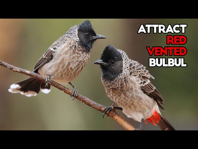 Red Vented Bulbul Sounds | Bulbul Voice | Find and call Red Vented Bulbul class=