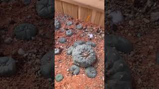 Peyote Garden