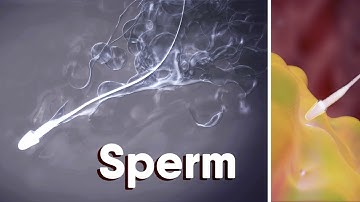 What Is Sperm?What is sperm made of? medical animation #sperm #fertilization