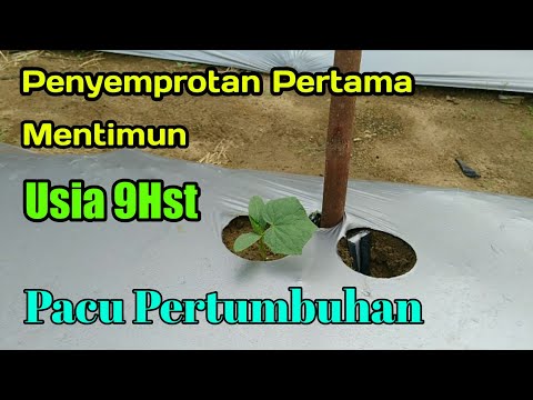 Video: Penyemprotan Asam Borat Untuk Tomat Dan Mentimun