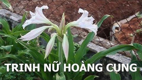 ĐIỆN BIÊN - Cây trinh nữ hoàng cung | Vị thuốc quanh ta