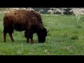 solo bison graze green grass TRNP