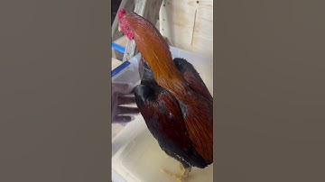 Part 1, How to remove bumble feet infection in 15 mins, no cutting and minimal bleeding. Qaib Thai.