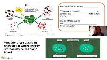 Matter and Energy in Ecosystems Lesson 2 Part 3