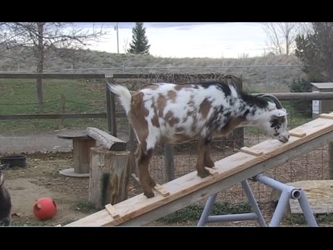 A Goat Playground You - Diy Goat Playground Ideas A Goat Playground You - Diy Goat Playground Ideas