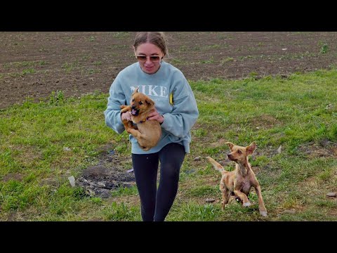 Video: Pup mamă salvează ei Puppies de la incendiu Forest Blaze prin săpare o găurică