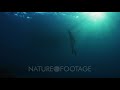 Naturefootage stock