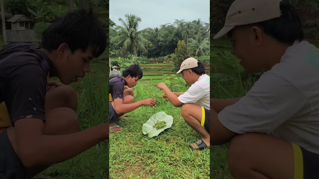 Berbahaya jangan ditiru (mukbang jukut pakan buat domba) #fyp #mukbang