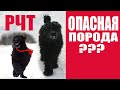 Потенциально опасные породы собак??? Или неадекватные владельцы? Часть 2