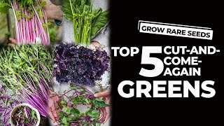 Top 5 Cut-and-Come-Again Greens