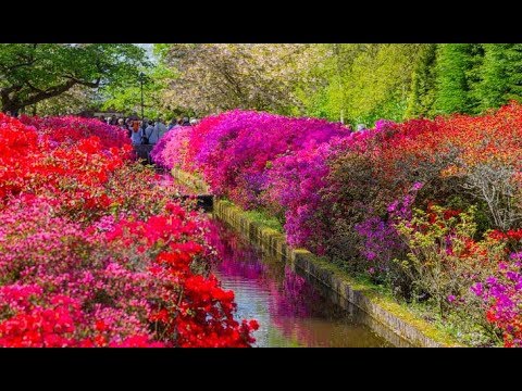 Video: Bóng hoa cúc trong Vườn bách thảo Nikitsky