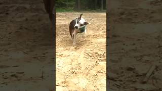 Funny dog / American Staffordshire terrier  #amstaff #dogs #dog #hundar #hund #funnyanimals