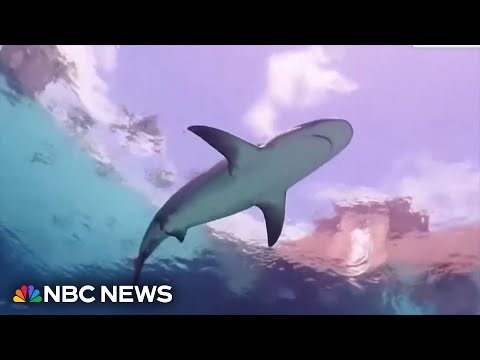Video captures aftermath of 10-year-old boy bitten by shark in Bahamas