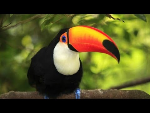 Videó: Mi A Legnagyobb Papagáj A Világon