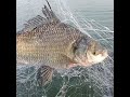 Katala Fish Fishing Katala Shorts Katala Fish Fishing Katala Shorts
