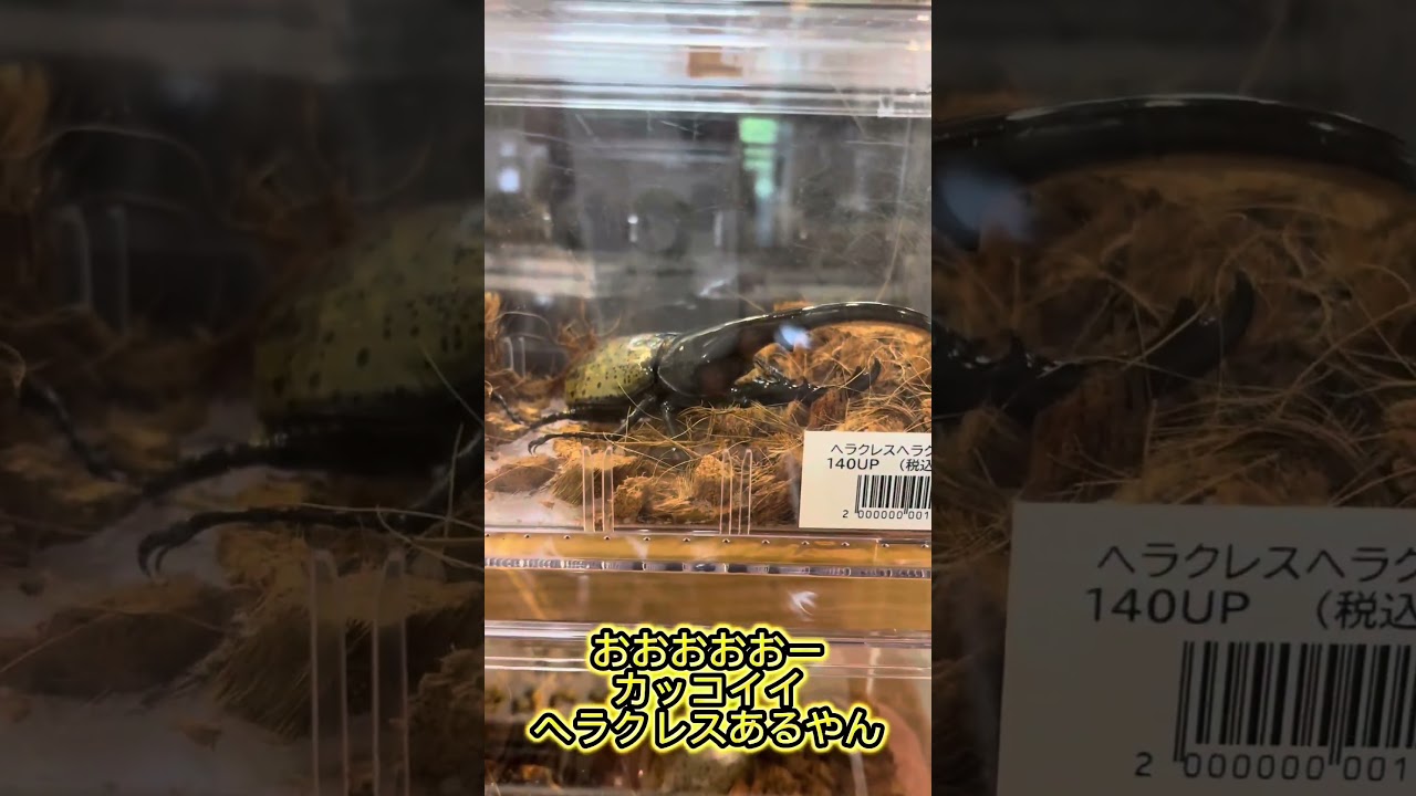 謎解きヘラクレスオオカブト #たつのみんなの昆虫館 - YouTube