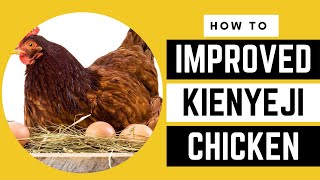 Earn Millions From Improved Kienyeji Africa Farming Chicken Farming Ep 8