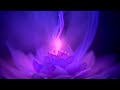 Violet flame 528hz  love frequency miracle tone  transmute negative energy  reiki music  12hr