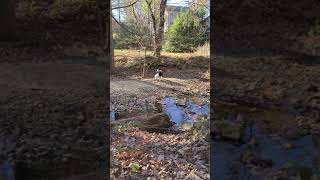 Ollie-Oop Sheepadoodle