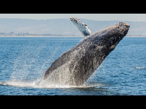 Spiritual Awakening with Whales & Dolphins: a sound healing meditation