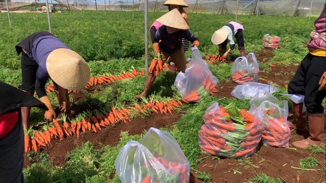 Thu hoạch CÀ RỐT Đà Lạt những ngày cận Tết Nguyên Đán.