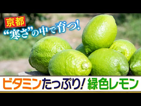 【レモンブーム】京都でブランド化が進む“京檸檬”　耕作放棄地を有効活用して作る早摘みの緑レモンに新製品も続々登場！