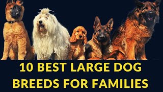 10 Best Large Dog Breeds for Families by Visionary Keto Pet Foods 116 views 1 year ago 3 minutes, 7 seconds