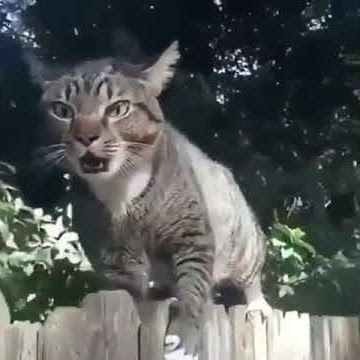 Suara kucing minta kawin